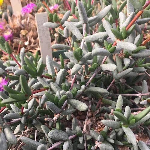 Hallianthus - 10 Seeds – High Germination, Selected Variety, Non-GMO