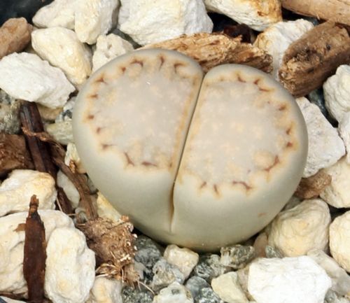 Lithops julii – 10 Semi, Sasso Vivente, Forma Curiosa e Mimetica, Pianta Succulenta, Facile da Coltivare, Alta Germinabilità, Non-GMO