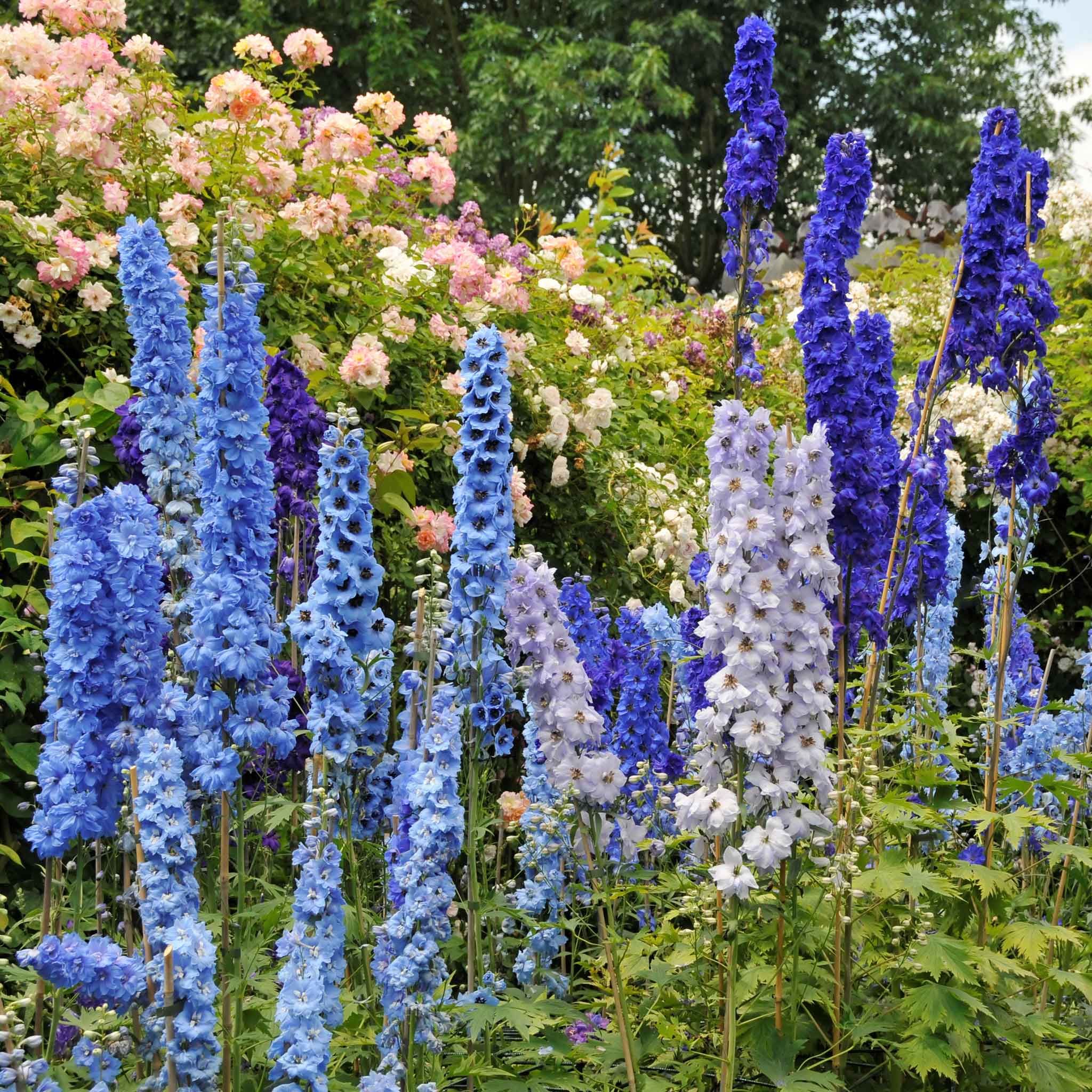 Delphinium Mix – 10 Seeds, Larkspur, Tall Flowering Spikes, Elegant Colors, Easy to Grow, High Germination, Non-GMO
