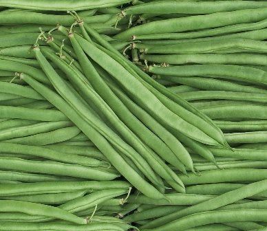 Garrafal Enana Dwarf Bean – 10 Seeds, California Variety, Excellent Productivity, Tender, Easy to Grow, High Germination, Non-GMO