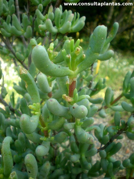 Stoeberia - 10 Semi – Alta Germinabilità, Varietà Selezionata, Non-GMO