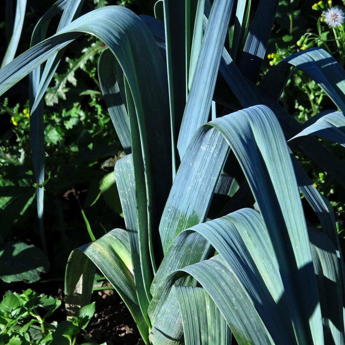 10 Semi di Porro Allium porrum – Semi Freschi, Alta Germinabilità, No-GMO