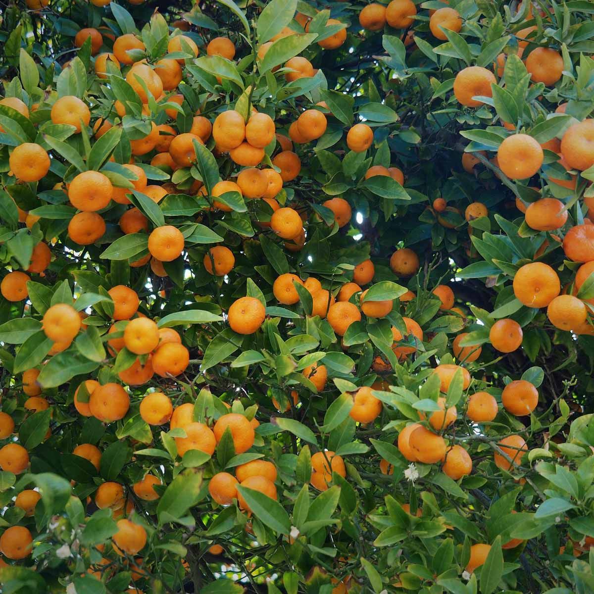 Tangerino – 10 Semi, Buccia Sottile, Molto Dolce, Snack, Facile da Coltivare, Alta Germinabilità, Non-GMO