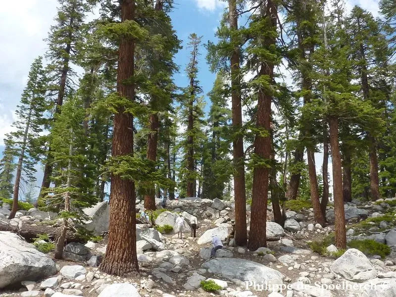 Abete Magnifico – 10 Semi, Corteccia Rossa, Gigante, Parco, Facile da Coltivare, Alta Germinabilità, Non-GMO