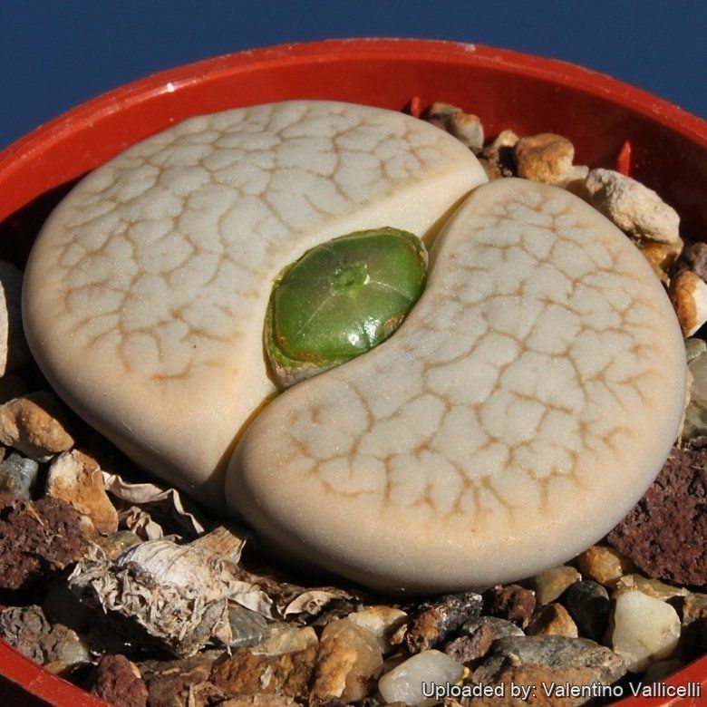 Lithops dendritica - 10 Seeds – High Germination, Selected Variety, Non-GMO