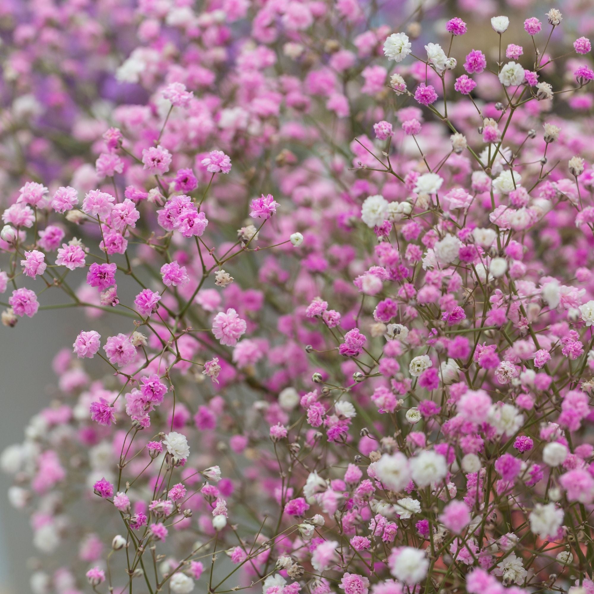 Gypsophila Rosa – 10 Semi, Delicati Fiori Rosa, Effetto Soffice, Molto Decorativa, Facile da Coltivare, Alta Germinabilità, Non-GMO
