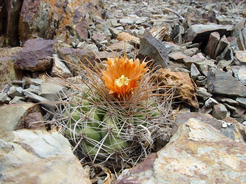 Parodia otaviana - 10 Semi – Alta Germinabilità, Varietà Selezionata, Non-GMO