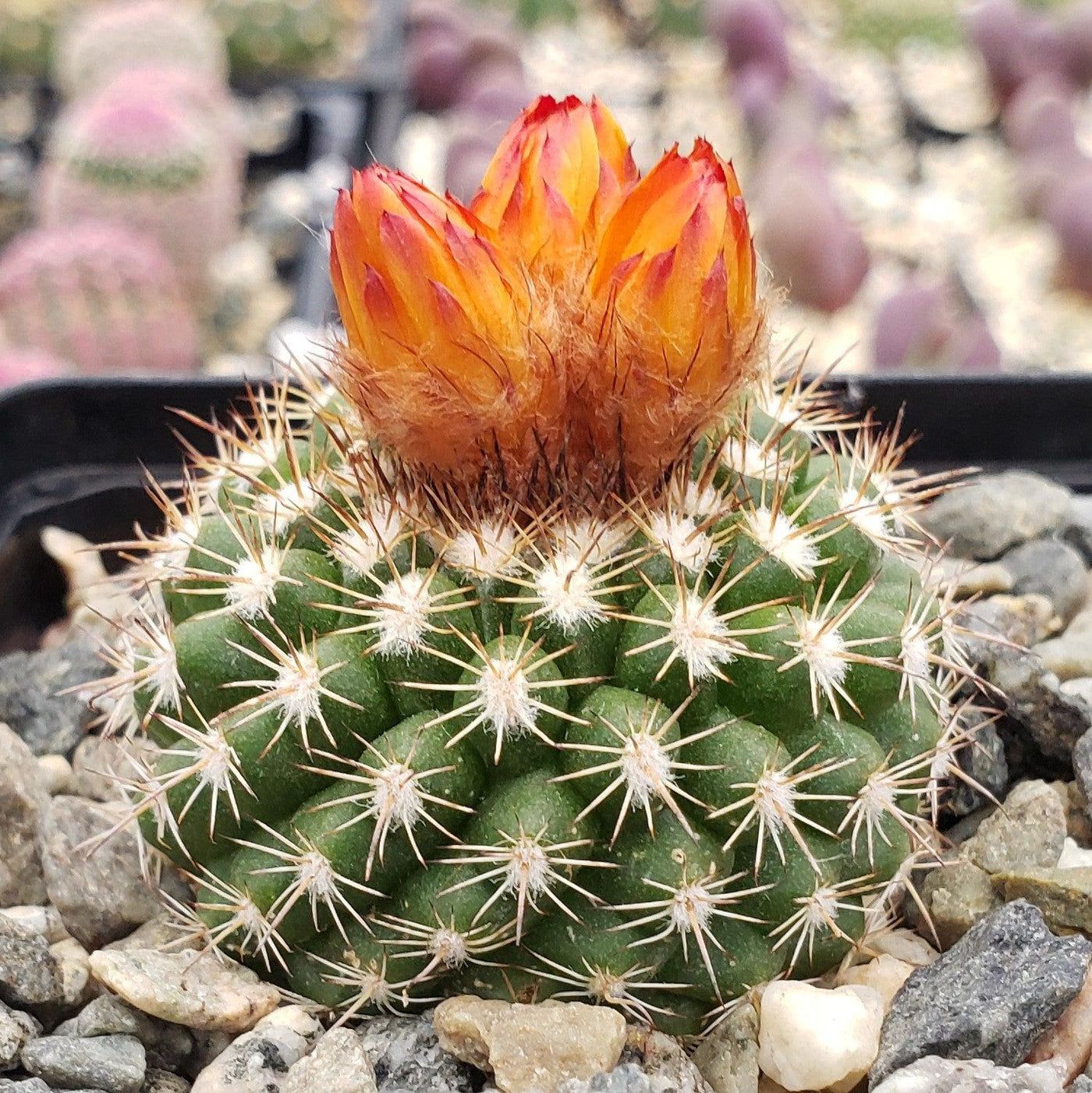 Parodia mairanana - 10 Semi – Alta Germinabilità, Varietà Selezionata, Non-GMO