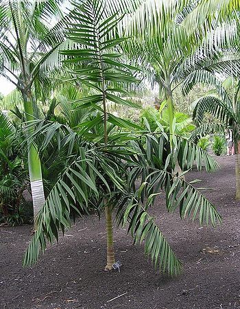 10 Semi di Dypsis Rivularis - Semi Freschi, Alta Germinabilità, No-GMO