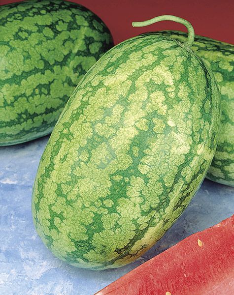 Anguria Klondike RS 57 – 20 Semi, Tradizionale, Polpa Croccante, Ottima Qualità, Facile da Coltivare, Alta Germinabilità, Non-GMO