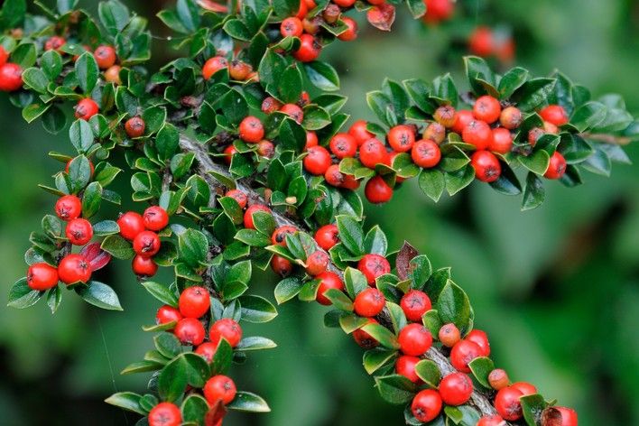 Cotoneaster Orizzontale – 10 Semi, Bacche, Tappezzante, Muri, Facile da Coltivare, Alta Germinabilità, Non-GMO