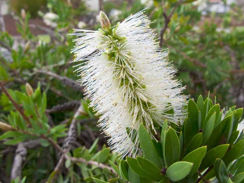 Callistemon pallidus – 10 Semi, Fiori Giallo Limone, Rustico, Elegante, Facile da Coltivare, Alta Germinabilità, Non-GMO
