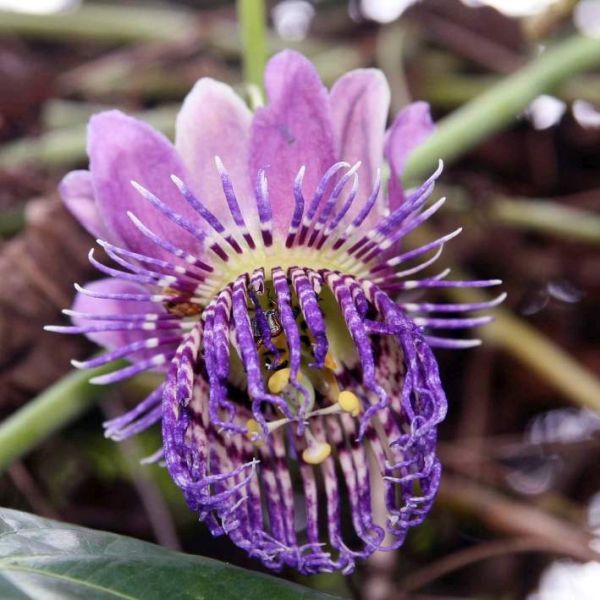 10 Semi di Passiflora Seemannii – Semi Freschi, Alta Germinabilità, No-GMO