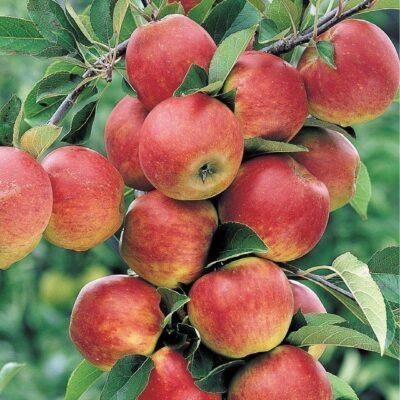 Starking Apple Tree – 10 Seeds, Red Skin with Freckles, Very Sweet, Ripens Mid-September, Easy to Grow, Non-GMO