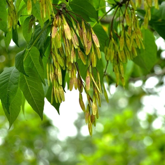 Frassino Maggiore – 10 Semi, Legno Pregiato, Albero, Parco, Facile da Coltivare, Alta Germinabilità, Non-GMO