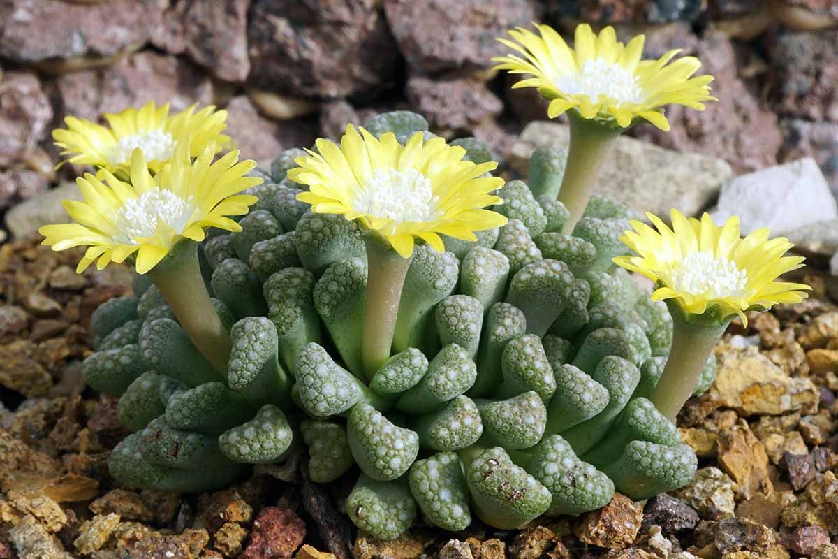 Titanopsis schwantesii - 10 Semi – Alta Germinabilità, Varietà Selezionata, Non-GMO