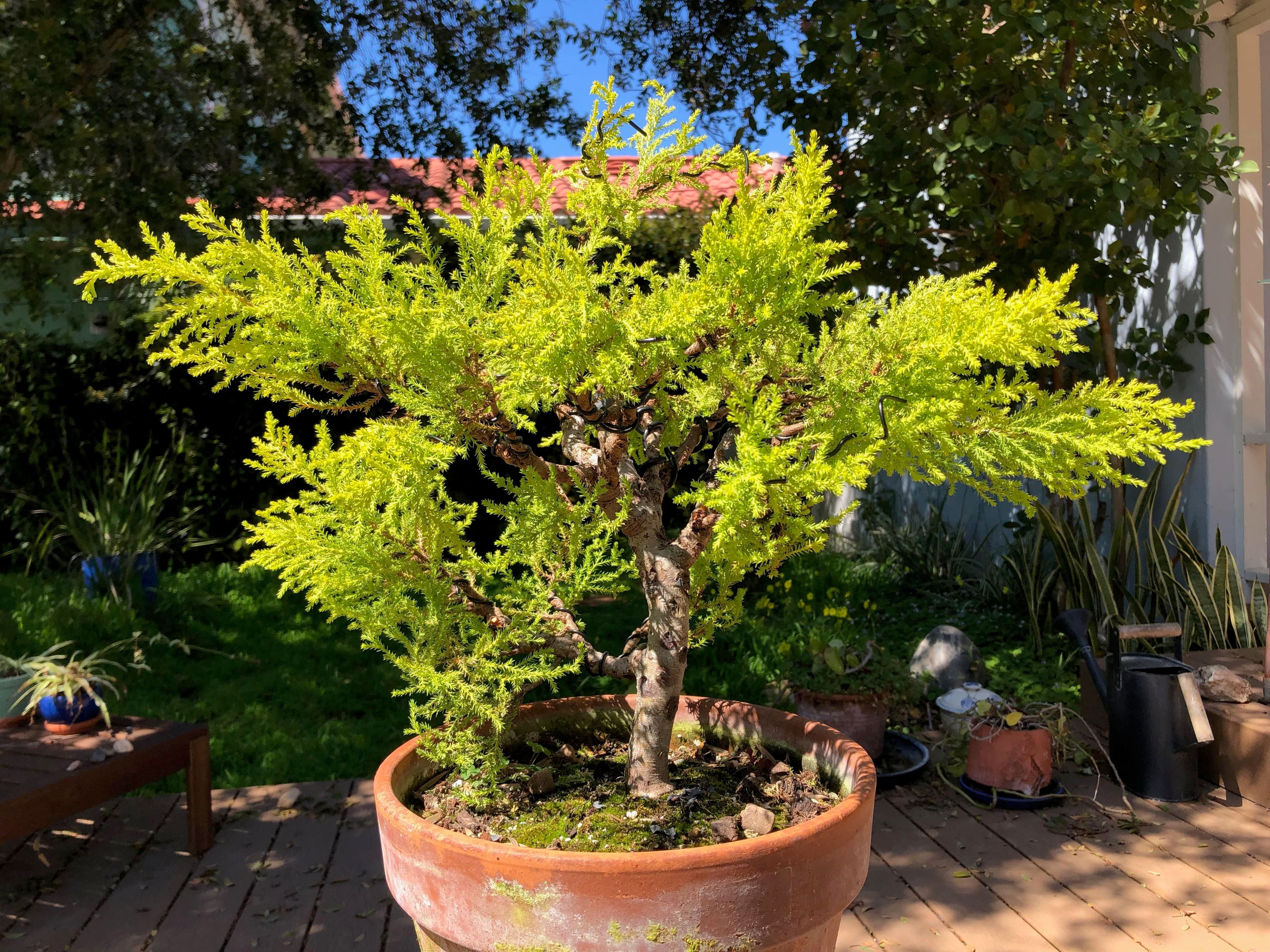 Cipresso Limone – 10 Semi, Aromatico, Ornamentale, Vaso, Facile da Coltivare, Alta Germinabilità, Non-GMO
