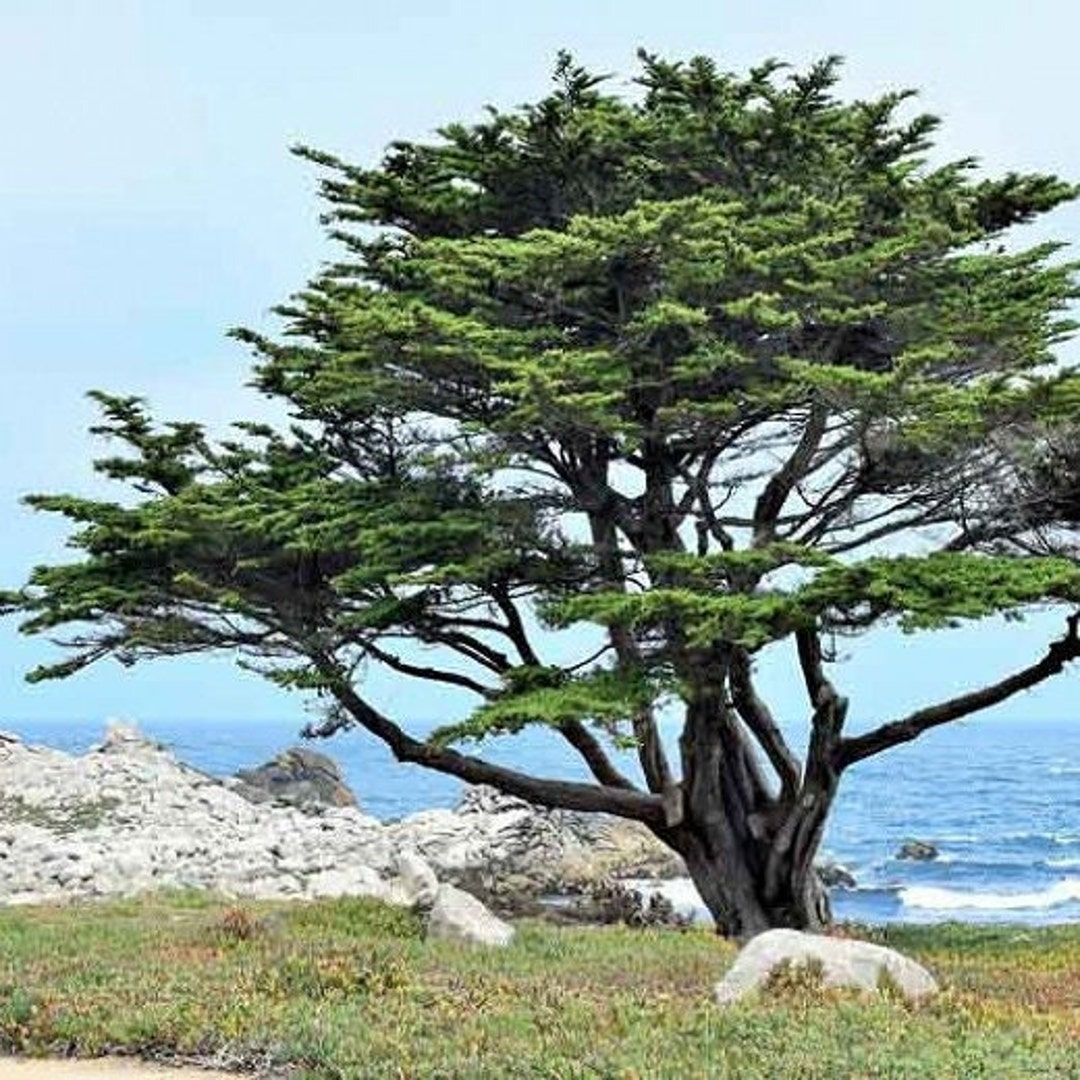 Cipresso di Monterey – 10 Semi, Rapida Crescita, Frangivento, Facile da Coltivare, Alta Germinabilità, Non-GMO