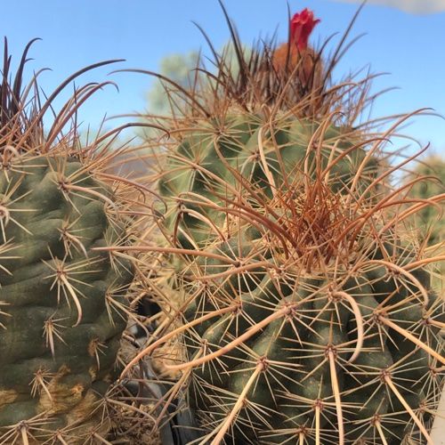 Parodia maassii - 10 Semi – Alta Germinabilità, Varietà Selezionata, Non-GMO