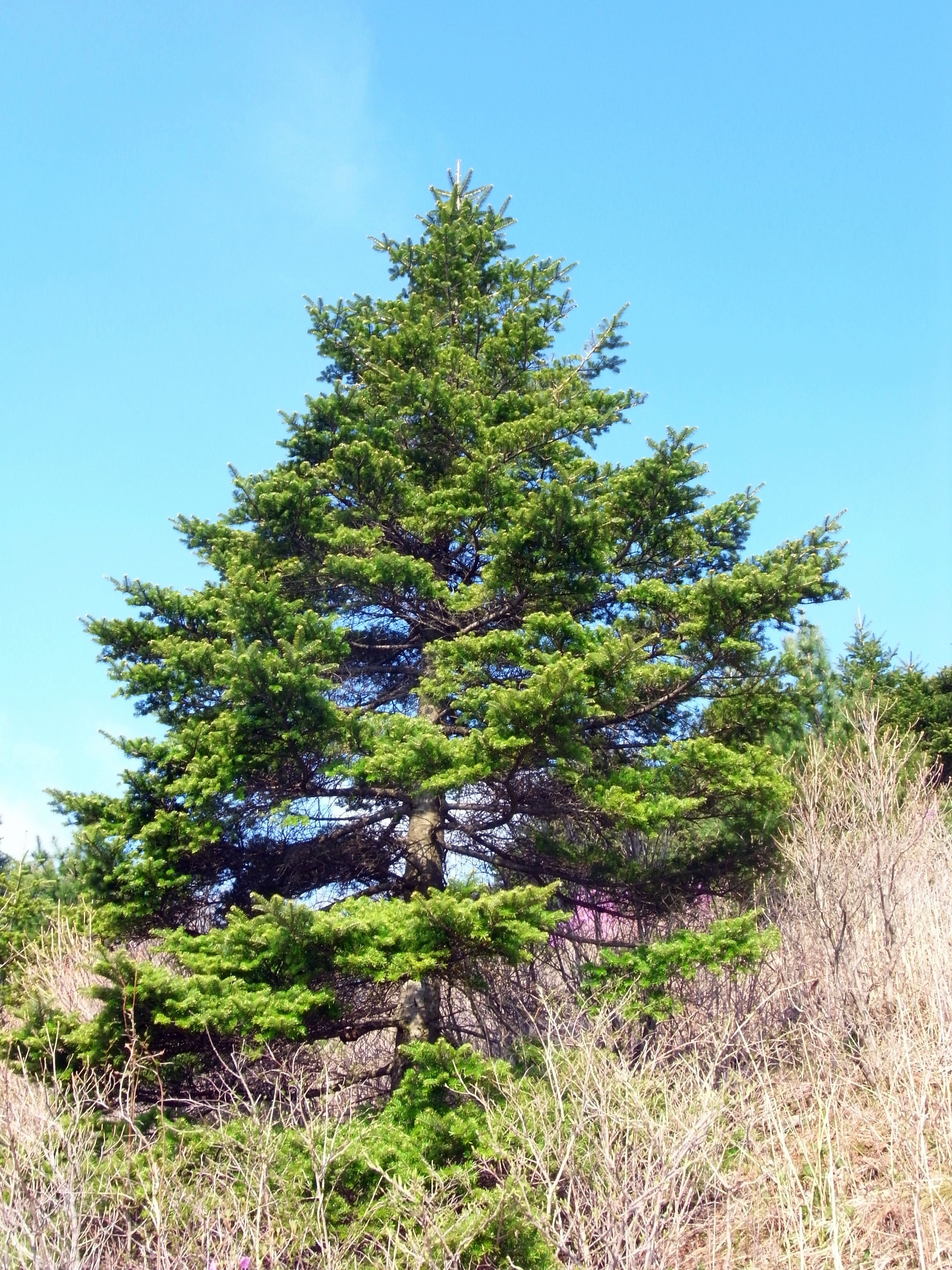 10 Semi di Abies Koreana - Semi Freschi, Alta Germinabilità, No-GMO