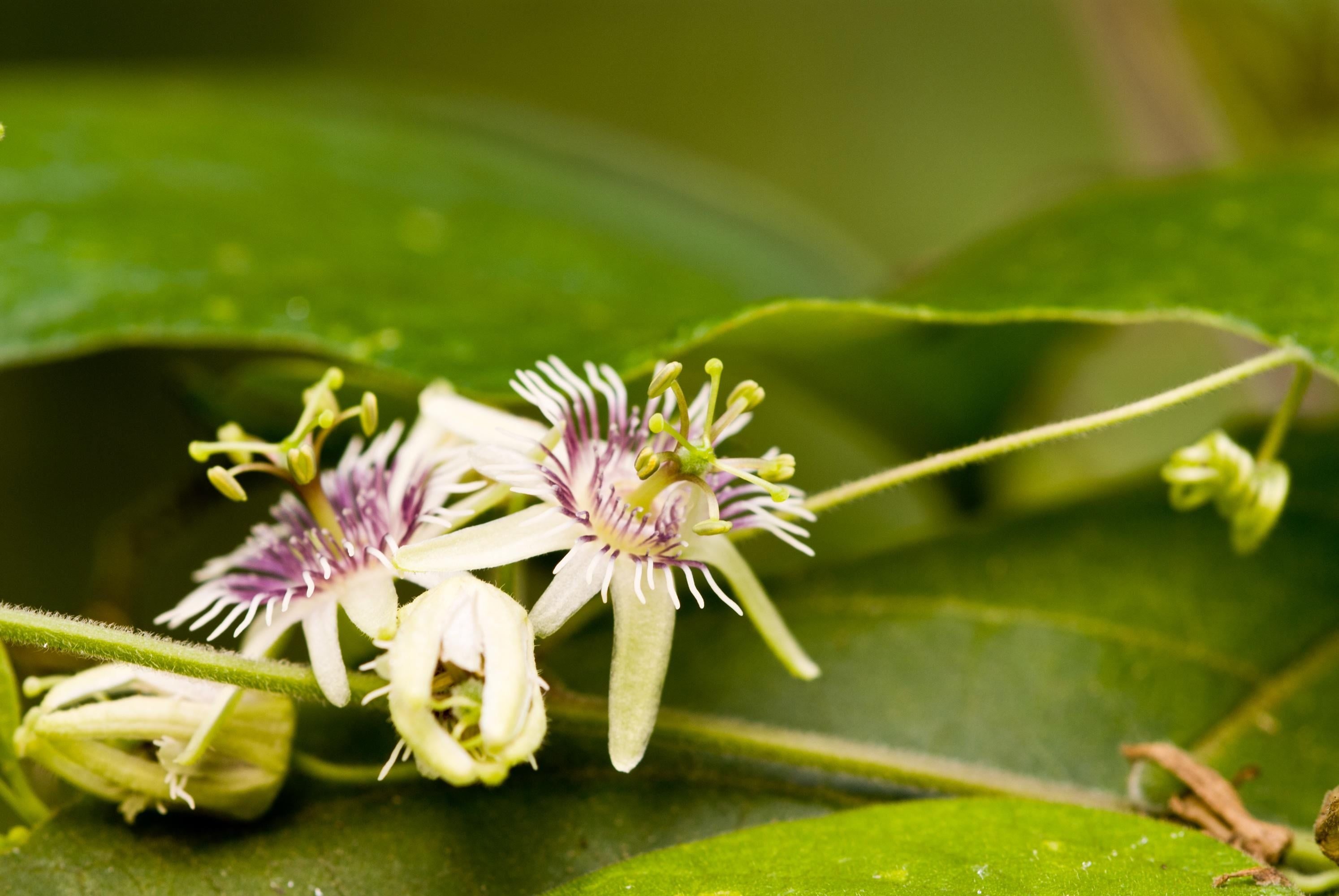 10 Semi di Passiflora Sexflora – Semi Freschi, Alta Germinabilità, No-GMO