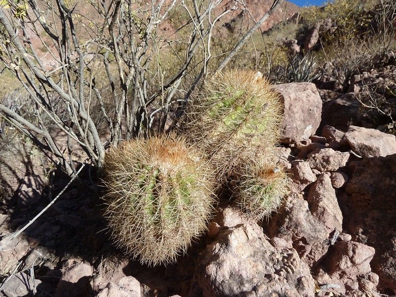 Parodia ritteri - 10 Semi – Alta Germinabilità, Varietà Selezionata, Non-GMO