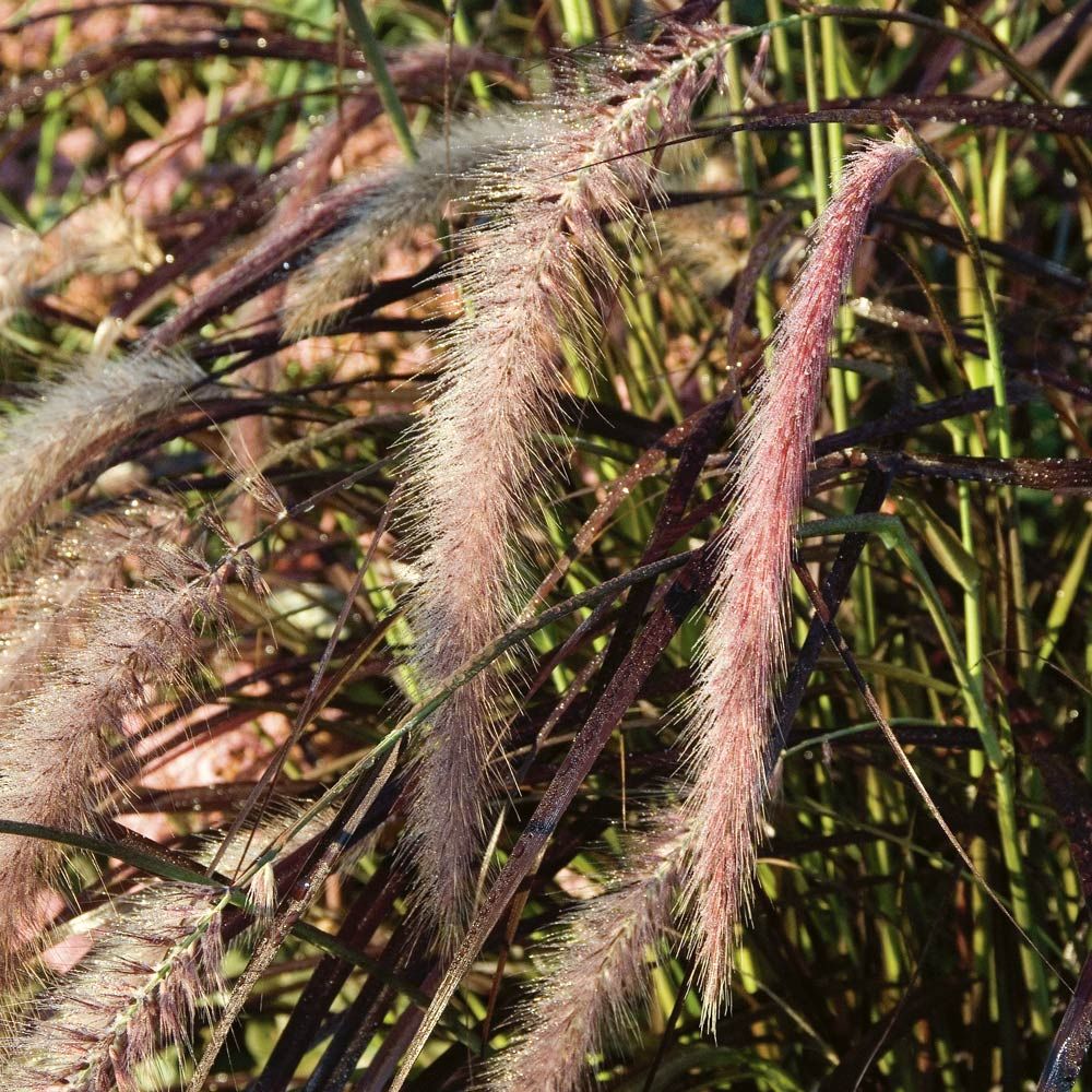 10 Semi di Cenchrus X Cupreus 'rubrum' - Semi Freschi, Alta Germinabilità, No-GMO