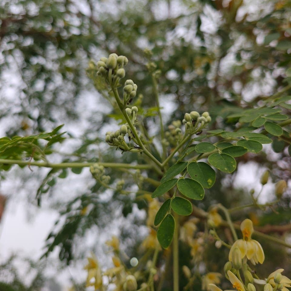 Moringa Rivae – 10 Semi, Origine Africana, Rara, Botanica, Facile da Coltivare, Alta Germinabilità, Non-GMO