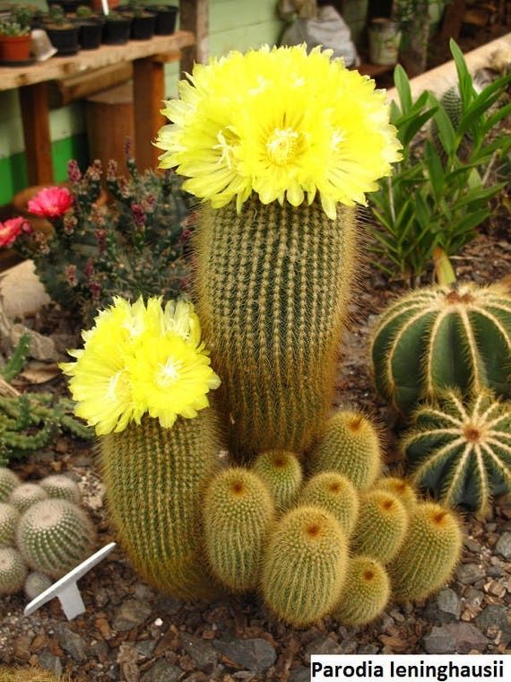Parodia lenninghausii - 10 Semi – Alta Germinabilità, Varietà Selezionata, Non-GMO