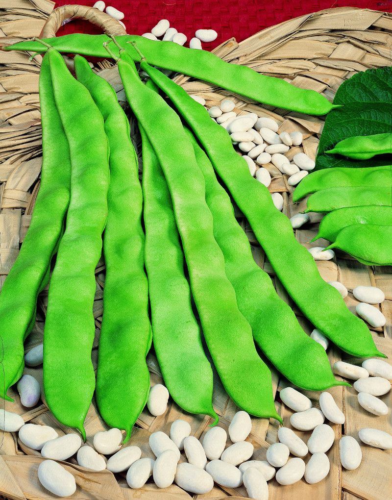 Fagiolo Rampicante Marconi a Grano Bianco – 10 Semi, Baccello Largo e Piatto, Molto Carnoso, Orto, Facile da Coltivare, Alta Germinabilità, Non-GMO