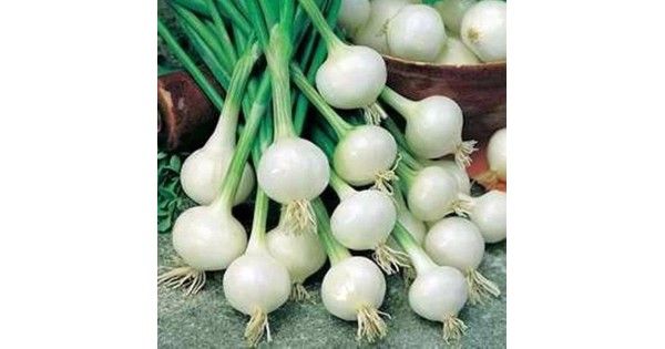 Cipolla Blanca Barletta – 30 Semi, Bulbo Piccolo, Bianca, Sottaceti, Facile da Coltivare, Alta Germinabilità, Non-GMO