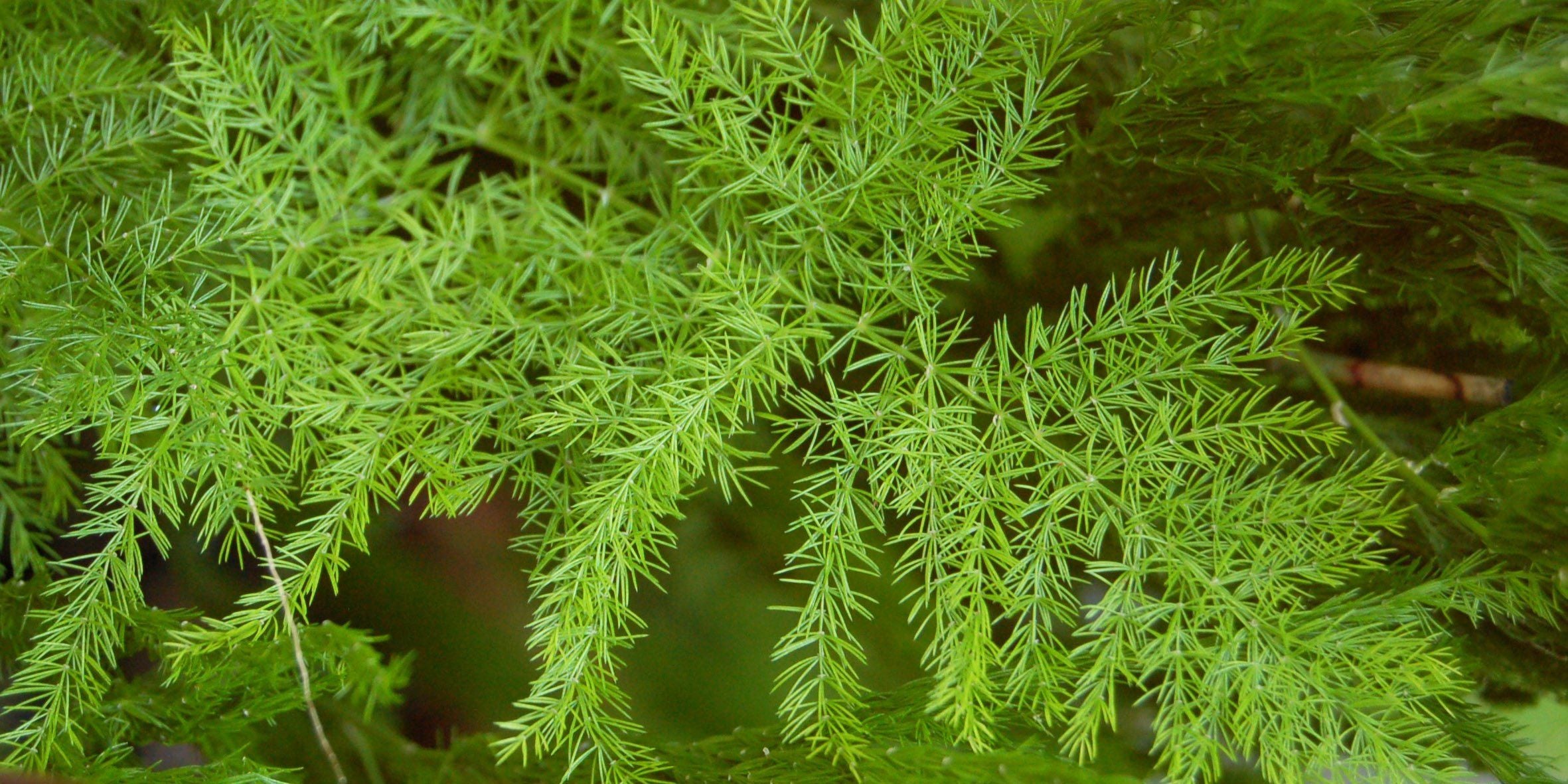 Asparago Plumoso – 10 Semi, Fogliame Leggero, Pianta Ornamentale, Verde Elegante, Facile da Coltivare, Alta Germinabilità, Non-GMO