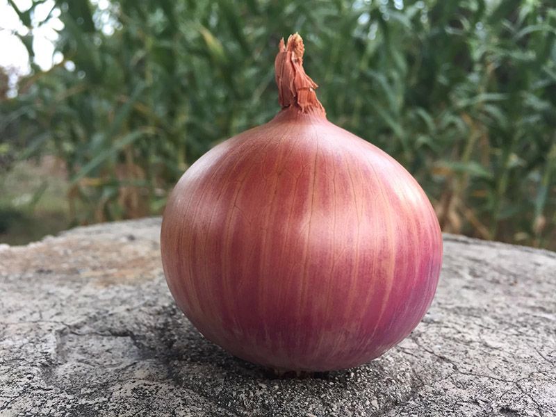 Cipolla Morada de Amposta – 30 Semi, Rossa Intensa, Bulbo Grosso, Cucina, Facile da Coltivare, Alta Germinabilità, Non-GMO