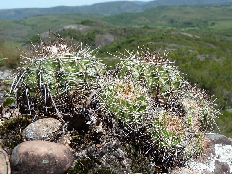 Parodia langsdorfii - 10 Semi – Alta Germinabilità, Varietà Selezionata, Non-GMO