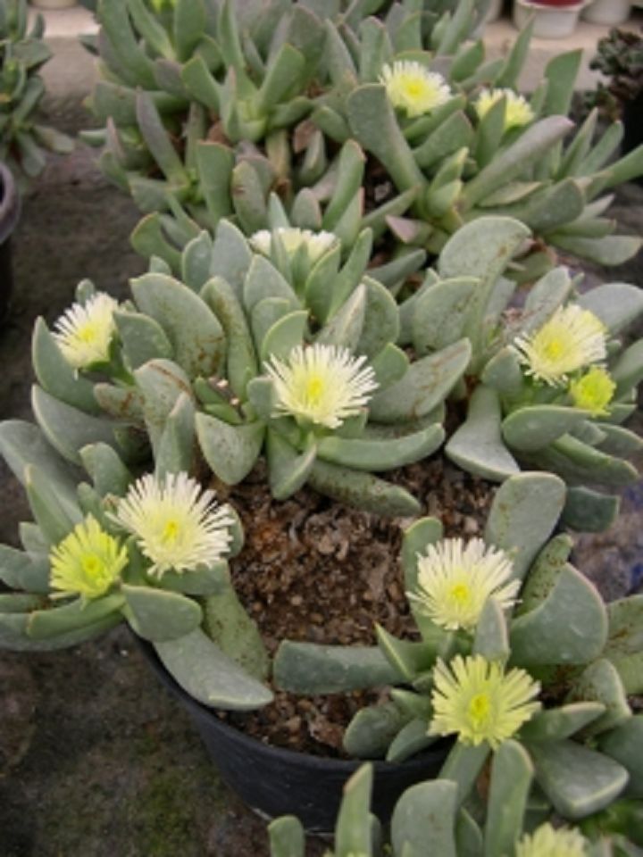 Ruschianthus - 10 Semi – Alta Germinabilità, Varietà Selezionata, Non-GMO