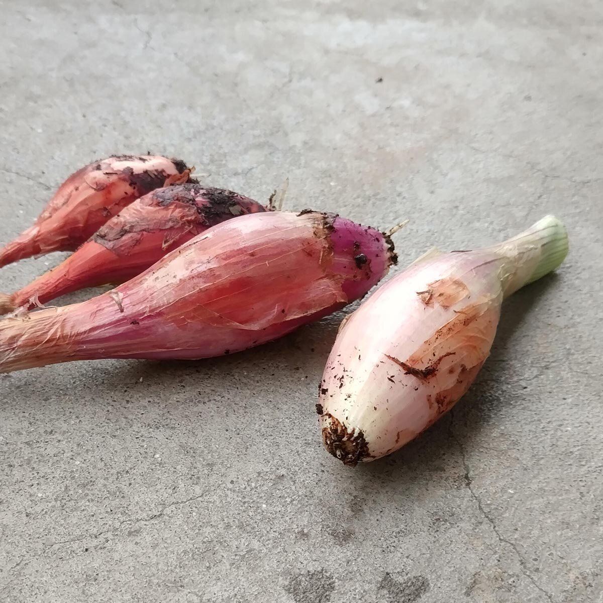 Long Red Onion from Florence Fiscona – 30 Seeds, Elongated, Red, Cooking, Easy to Grow, High Germination, Non-GMO