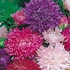 Astro Piuma di Struzzo – 10 Semi, Petali Arricciati, Effetto Piumoso, Elegante, Facile da Coltivare, Alta Germinabilità, Non-GMO