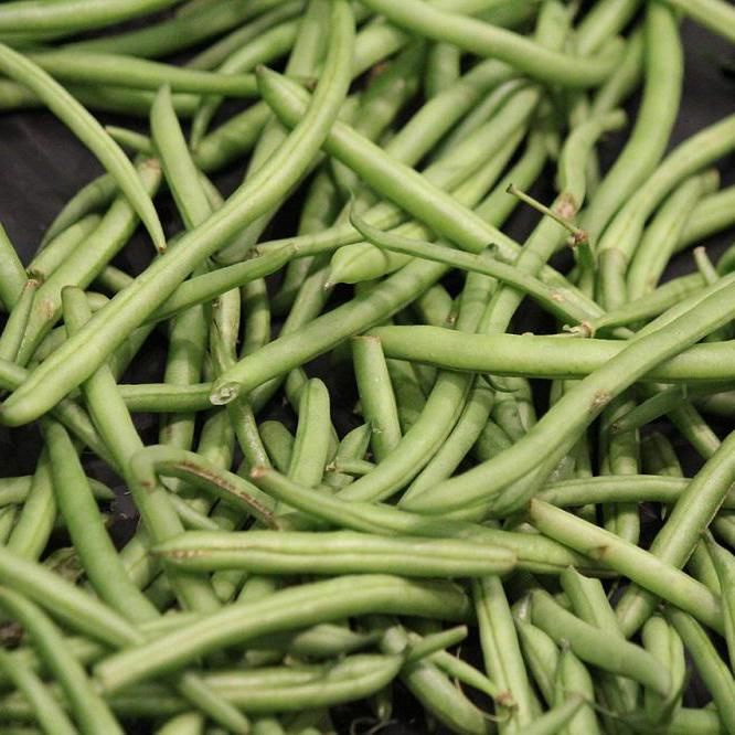 Green Ringed Runner Bean – 10 Seeds, Curved Pod, Stringless, Excellent Flavor, Easy to Grow, High Germinability, Non-GMO