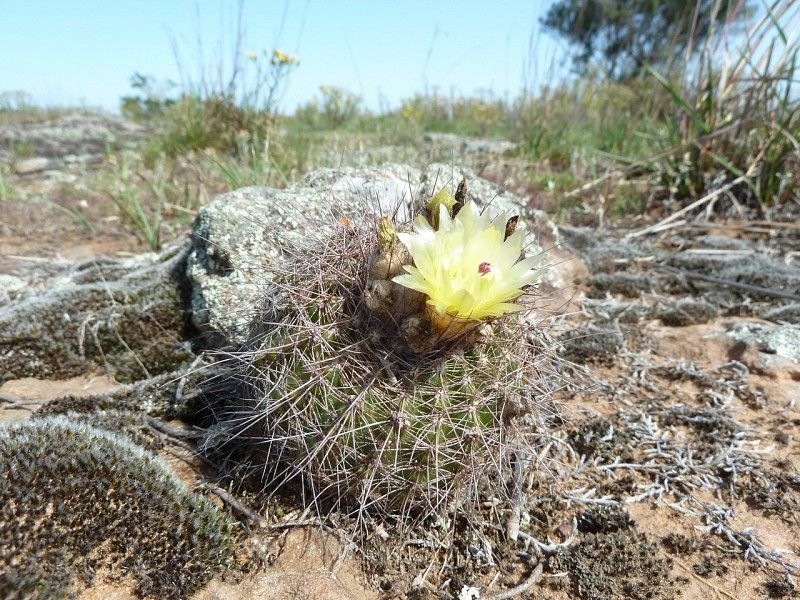 Parodia fusca - 10 Semi – Alta Germinabilità, Varietà Selezionata, Non-GMO