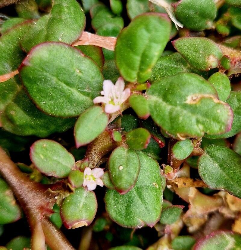 Trianthema - 10 Semi – Alta Germinabilità, Varietà Selezionata, Non-GMO