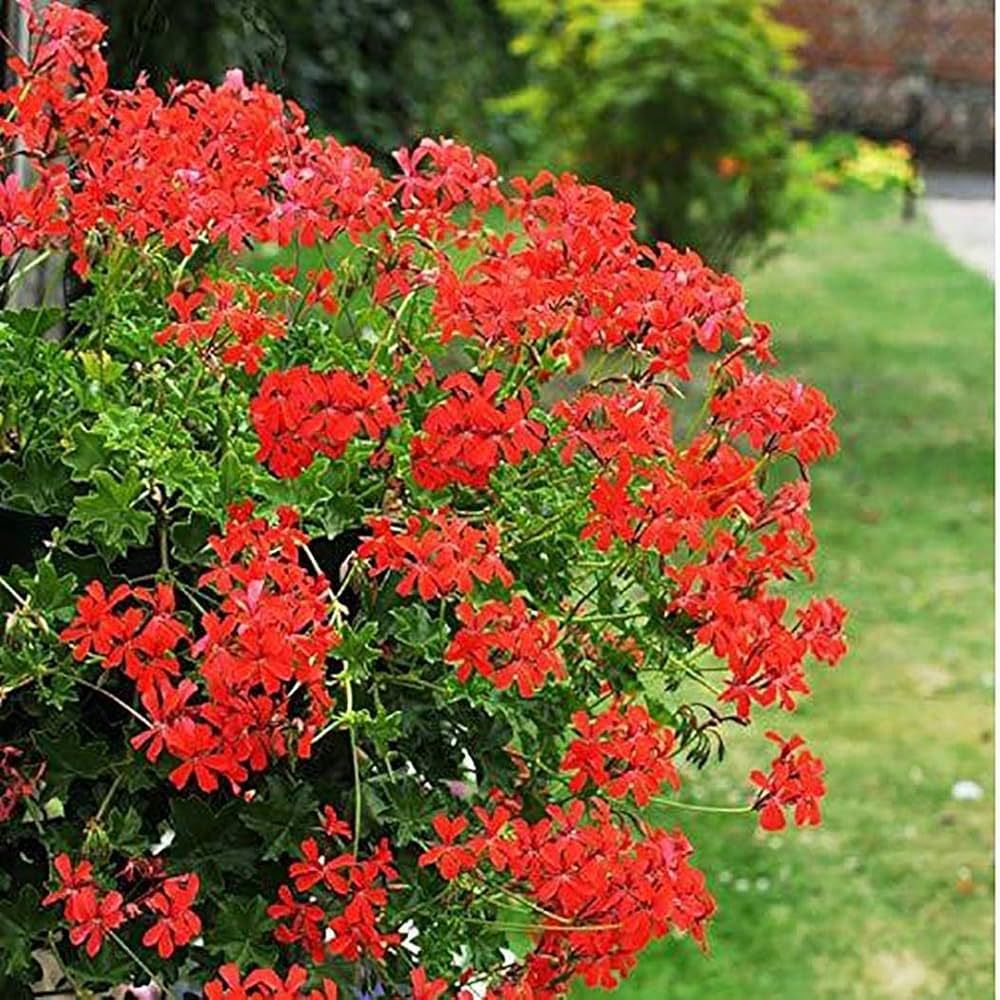 10 Semi di Geranio parigino Pelargonium peltatum – Semi Freschi, Alta Germinabilità, No-GMO