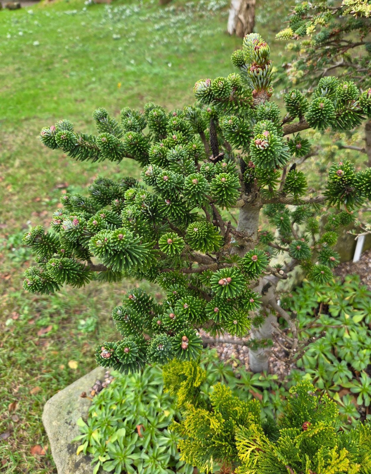 Abete di Delavay – 10 Semi, Coni Blu, Ornamentale, Raro, Facile da Coltivare, Alta Germinabilità, Non-GMO