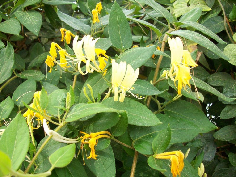 Madreselva Comune – 10 Semi, Profumata, Boschi, Muri, Facile da Coltivare, Alta Germinabilità, Non-GMO