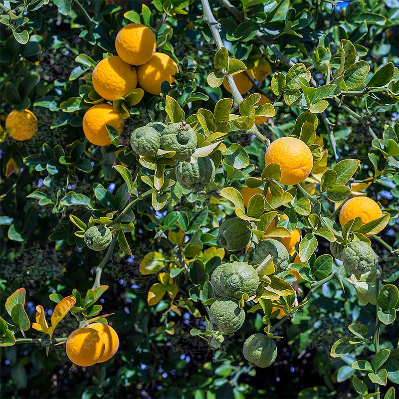 Arancio Trifogliato – 15 Semi, Resistente al Gelo, Portinnesto, Siepe, Facile da Coltivare, Alta Germinabilità, Non-GMO