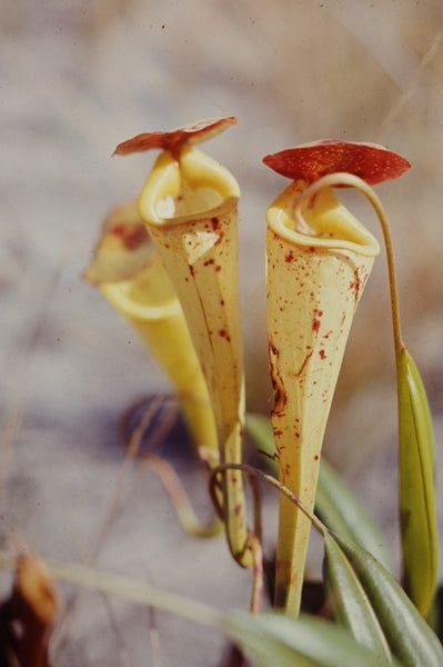 10 Semi di Nepenthes Madagascariensis - Semi Freschi, Alta Germinabilità, No-GMO