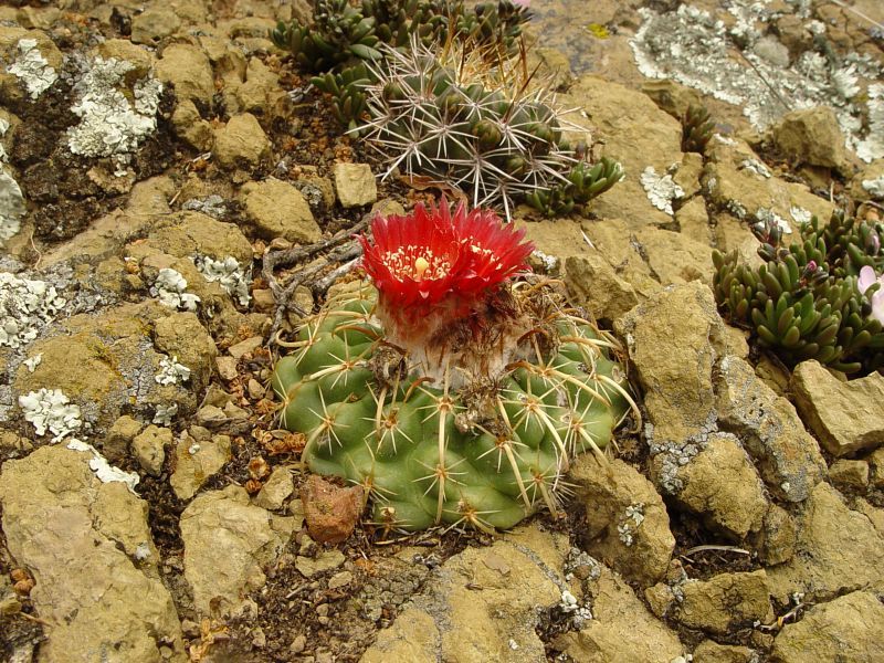Parodia schwebsiana - 10 Semi – Alta Germinabilità, Varietà Selezionata, Non-GMO