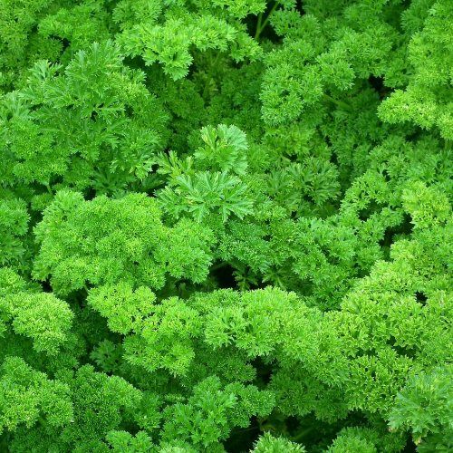 Prezzemolo Nano Riccio – 50 Semi, Varietà Compatta, Ideale in Vaso, Per Balcone, Facile da Coltivare, Alta Germinabilità, Non-GMO