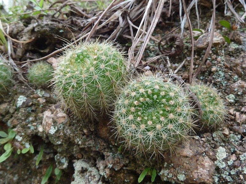 Parodia gaucha - 10 Semi – Alta Germinabilità, Varietà Selezionata, Non-GMO