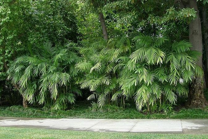 10 Semi di Chamaedorea Seifrizii 'florida Hybrid' - Semi Freschi, Alta Germinabilità, No-GMO