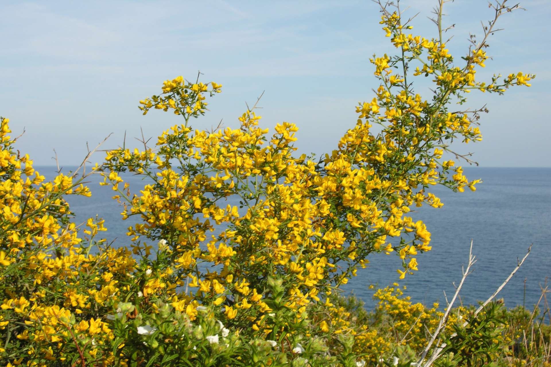 Ginestra Spinosa – 10 Semi, Resistente, Rustica, Esterno, Facile da Coltivare, Alta Germinabilità, Non-GMO